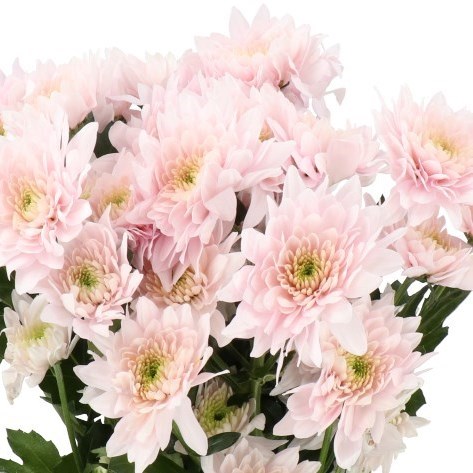Bouquet of Pastela Rose Chrysanthemum