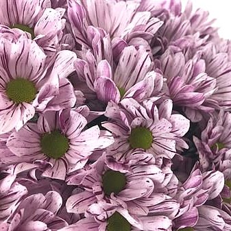 Chrysant Spr. Petticoat