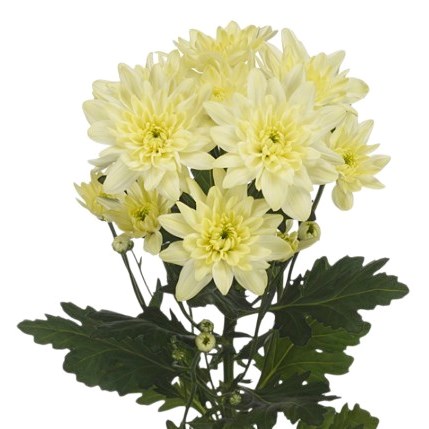 Chrysant Spr. Pina Colada Cream