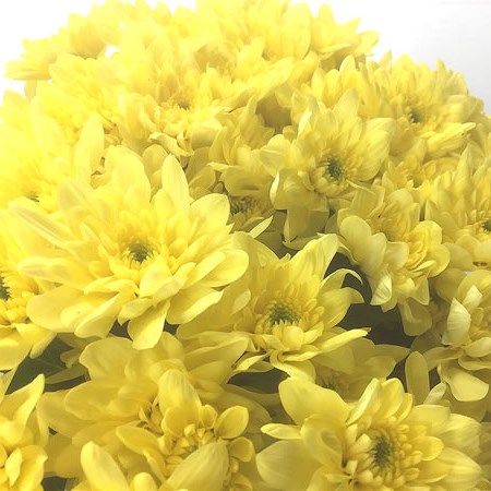 Chrysant Spr. Pina Colada Yellow
