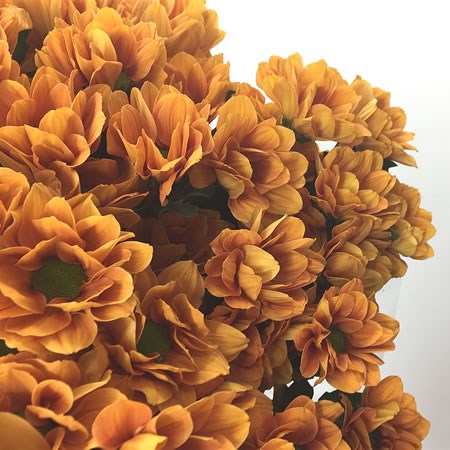 Chrysant Spr. Poala