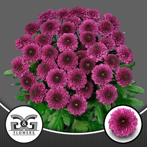 Chrysant Spr. Pomavera