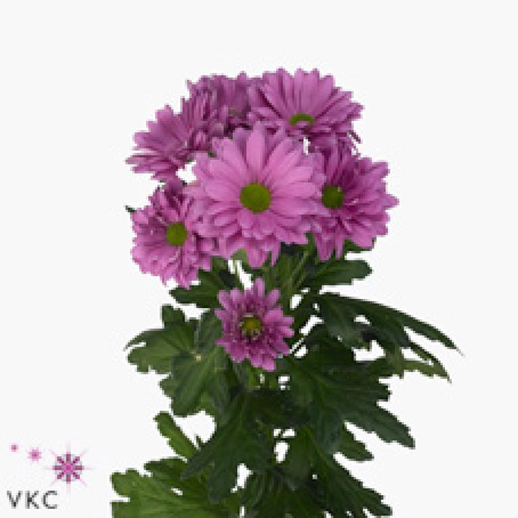 Chrysant Spr, Prada
