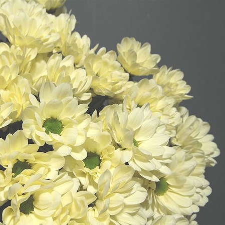 Chrysant Spr. Prosecco