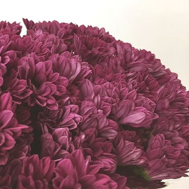 Chrysant Spr. Purple Star