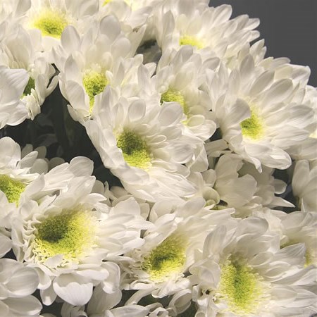 Chrysant Spr. Radost