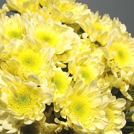 Chrysant Spr. Radost Cream