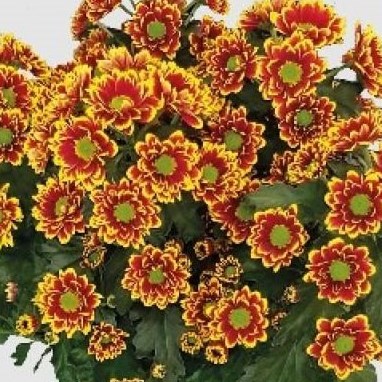 Chrysant Spr. Raisa