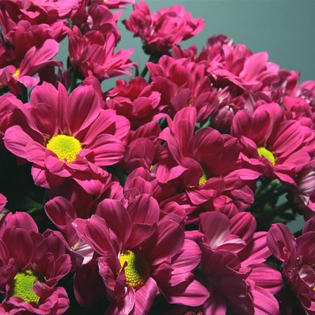 Chrysant Spr. Reagan Dark Splendid