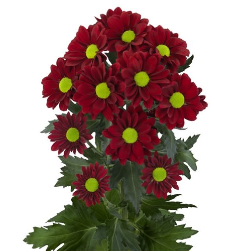 Chrysant Spr. Redbone