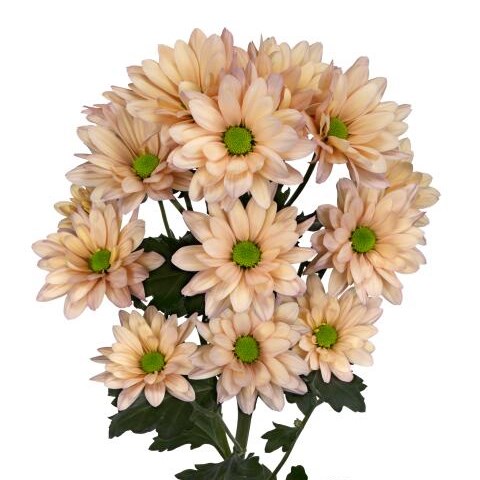 Chrysant Spr. Resq Peach