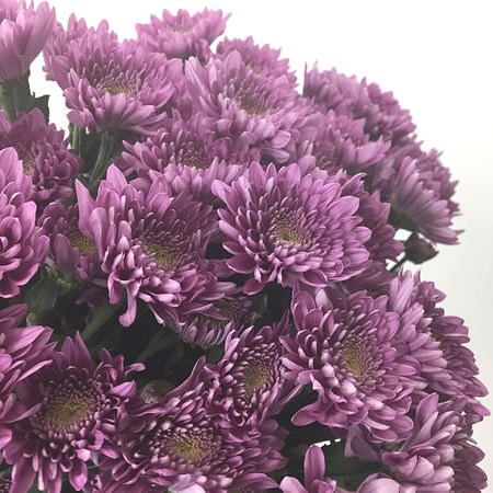 Chrysant Spr. Romance Purple