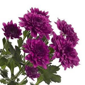 Chrysant Spr. Royce
