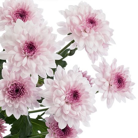 Chrysant Spr. Royce Lovely
