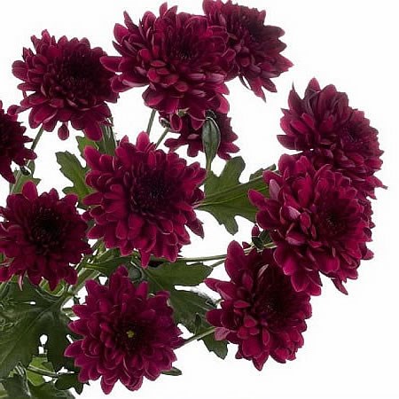 Chrysant Spr. Royce Purple