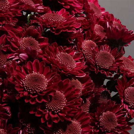 Chrysant Spr. Sagan Purple