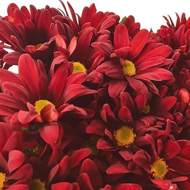Chrysant Spr. Sambal