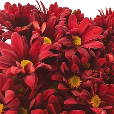 Chrysant Spr. Sambal