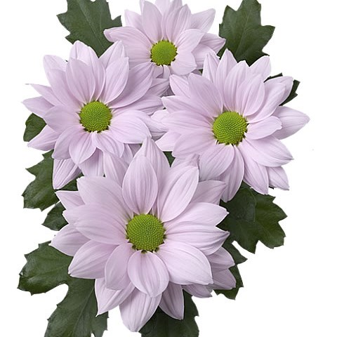 Chrysant Spr. Softone