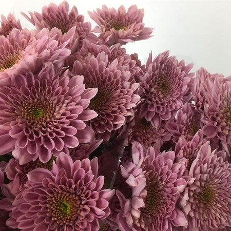 Chrysant Spr. Sorbet Berry