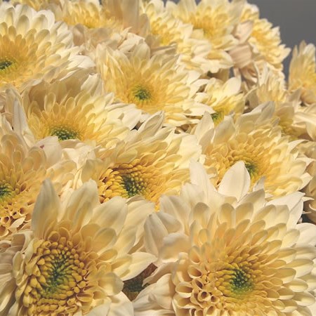 Chrysant Spr. Sorbet Vanilla