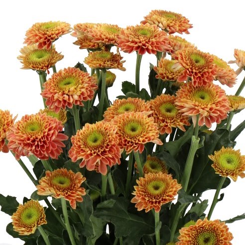 Chrysant Spr. Souvenir Orange
