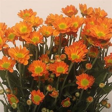 Chrysant Spr. Space Age