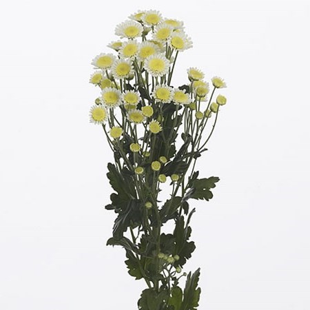 Chrysant Spr. Stallion Sunrise