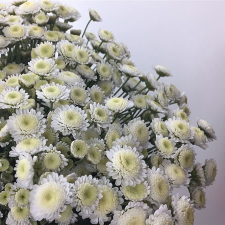 Chrysant Spr. Stallion White