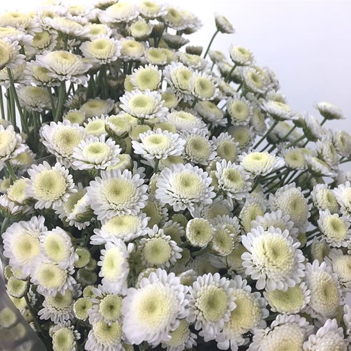 Chrysant Spr. Stallion White