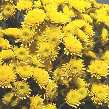 Chrysant Spr. Stallion Yellow