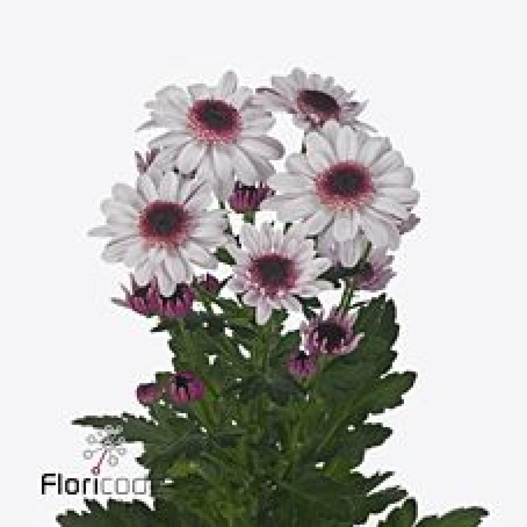 Chrysant Spr. Stresa
