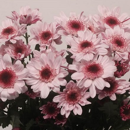 Chrysant Spr. Stresa