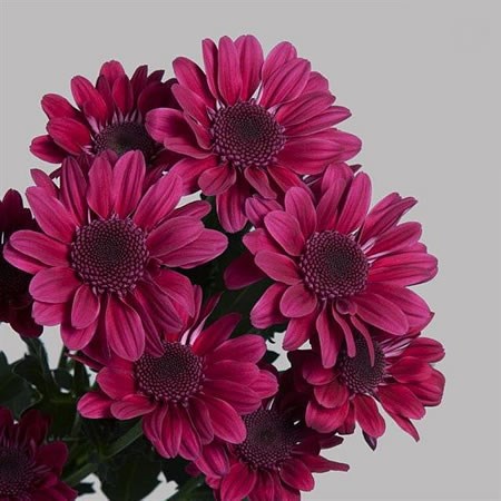 Chrysant Spr. Stresa Purple
