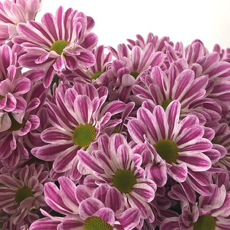 Chrysant Spr. Stripy