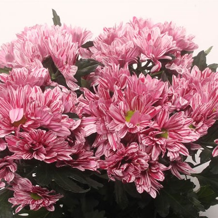 Chrysant Spr. Stylist Pink