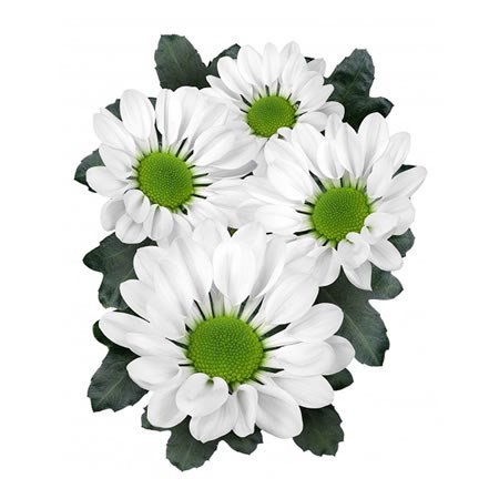 Chrysant Spr. Swingmill