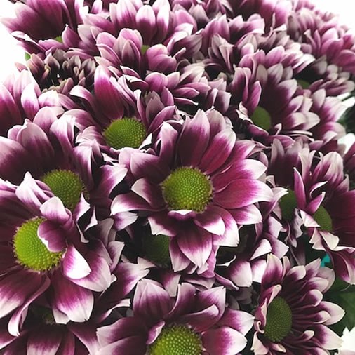 Chrysant Spr. Together