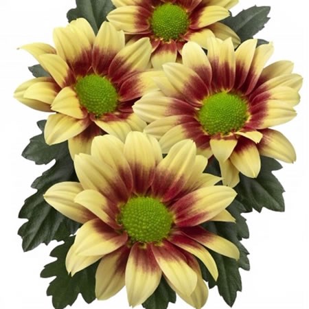 Chrysant Spr. Together Yellow