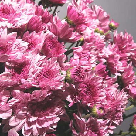 Chrysant Spr. Vip