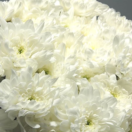 Chrysant Spr. Zembla White