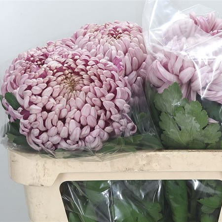 Chrysant Sgl. Vienna Pink (Extra)