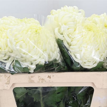 Chrysant Sgl. Vienna White (Extra)