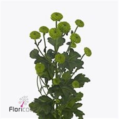 Chrysant san. Celtic