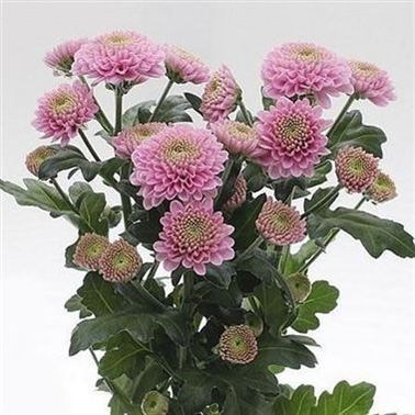Chrysant san. Ellison