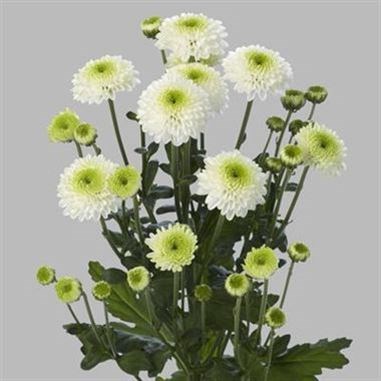 CHRYSANT SAN. FERRY