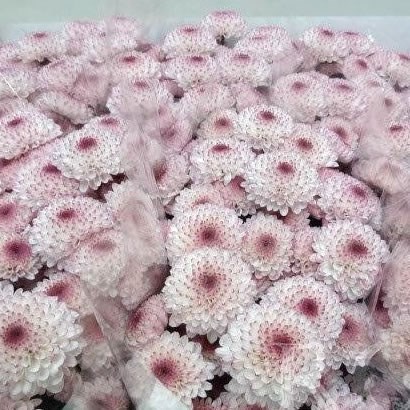 Chrysant san. Snoopy Pink