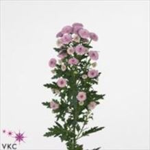 Chrysant san. calimero pink