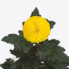 Chrysant sgl. Pebble
