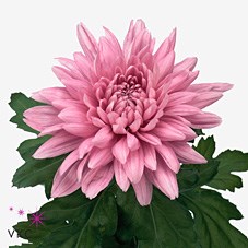 Chrysant sgl. Resomee Dark